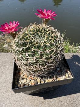 Lobivia acanthoplegma var. roseiflora